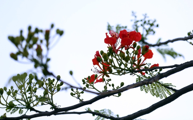 Emergence of colourful flowers in Hanoi marks arrival of summer